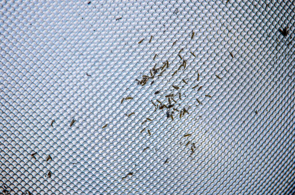 Detailed close-up of small insects trapped on a gray textured mesh surface.