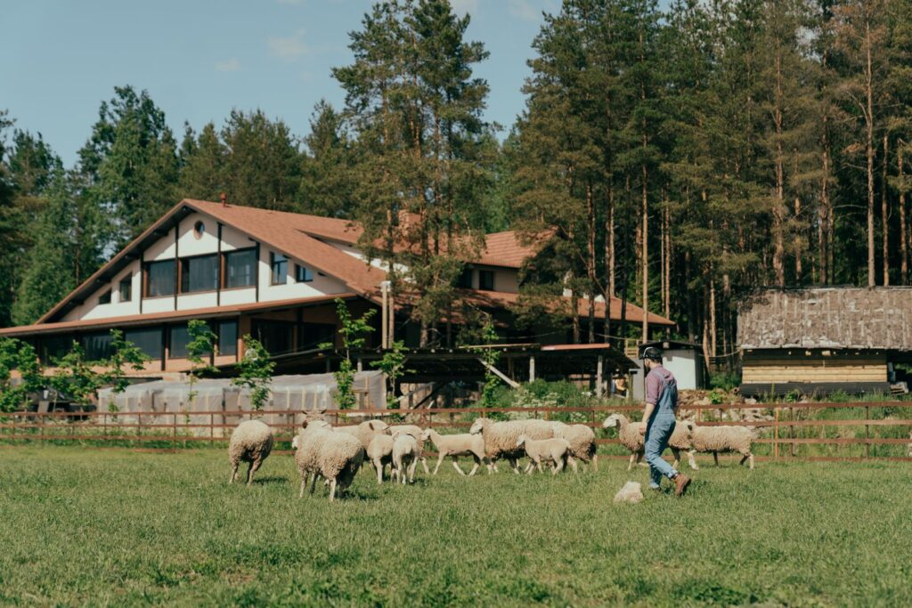 A farmer guides his flock of sheep across a lush green pasture on a sunny day near a rustic barn.