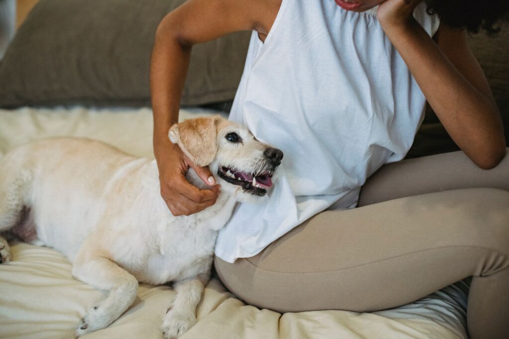 Side view of crop anonymous female owner sitting close to Labrador Retriever puppy while resting together