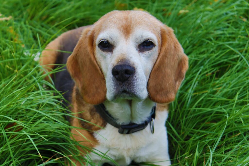A cute beagle dog wearing a collar exploring the green grass outdoors.
