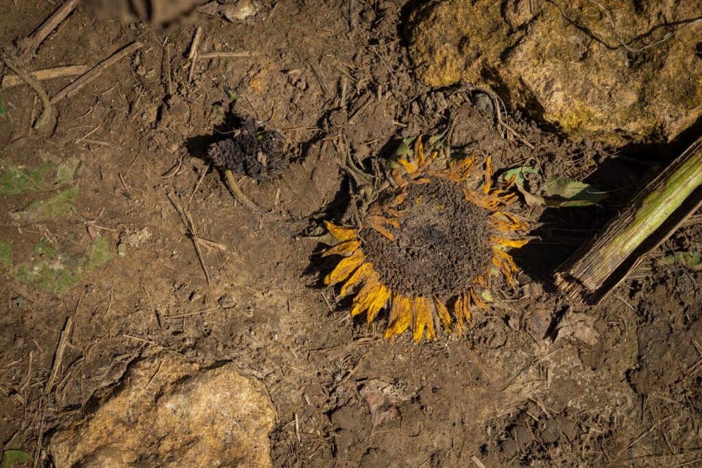 Close-up of a dried sunflower on barren soil, showing nature's cycle.