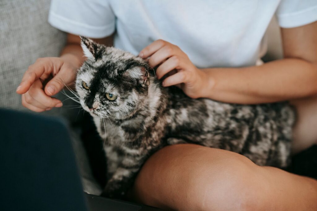 Cute fluffy cat looking at laptop screen of crop unrecognizable female owner sitting on sofa