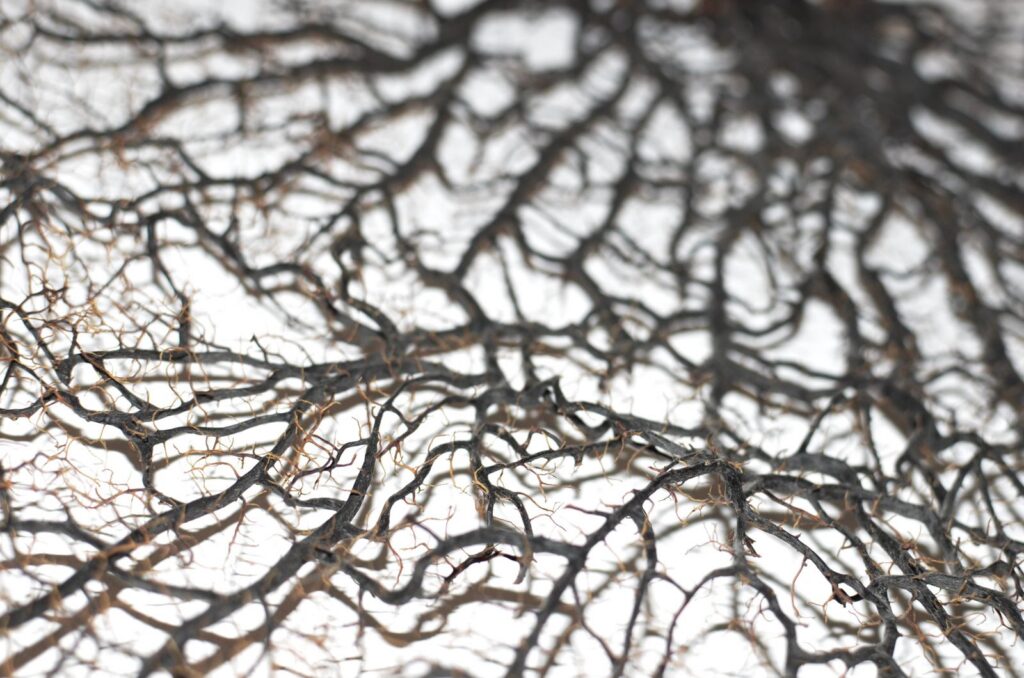 From above closeup of textured background of dry brown roots on white surface