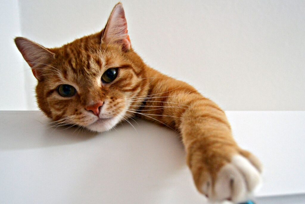 A close-up of an orange tabby cat playfully reaching out with a paw, displaying its cute whiskered face.