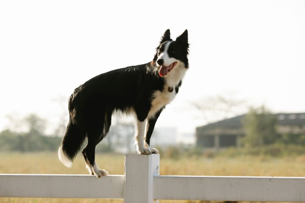 Adorable Border Collie dog with black fur standing on white wooden fence against shabby building in suburb area of countryside