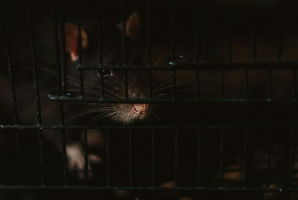 black and white rabbit in cage