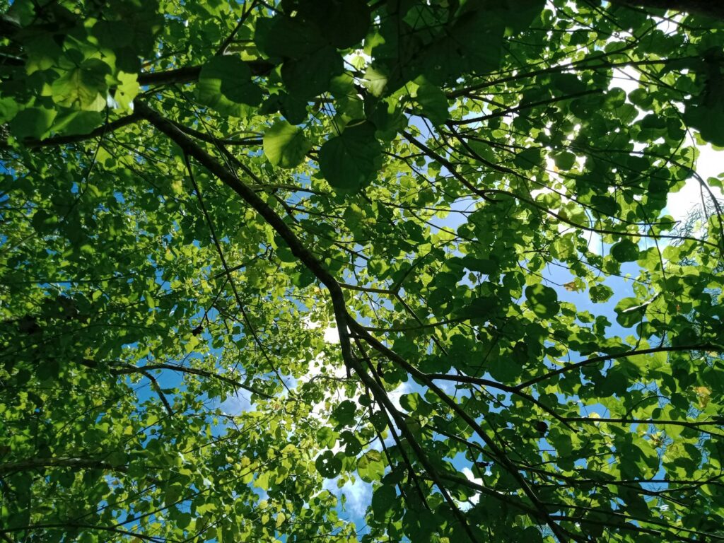 looking up at the leaves of a tree