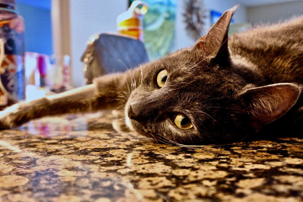 A gray cat rests comfortably on a marble countertop, showcasing its playful curiosity indoors.