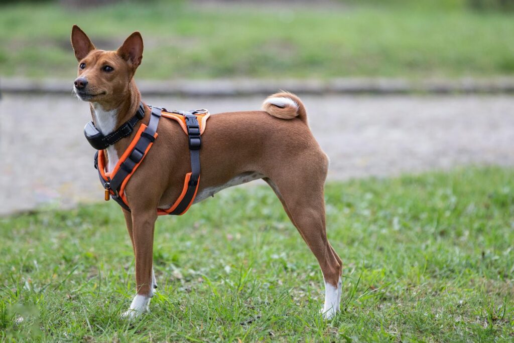 Basenji dog in an orange harness stands alertly on grass, showcasing its elegant posture in an outdoor setting.