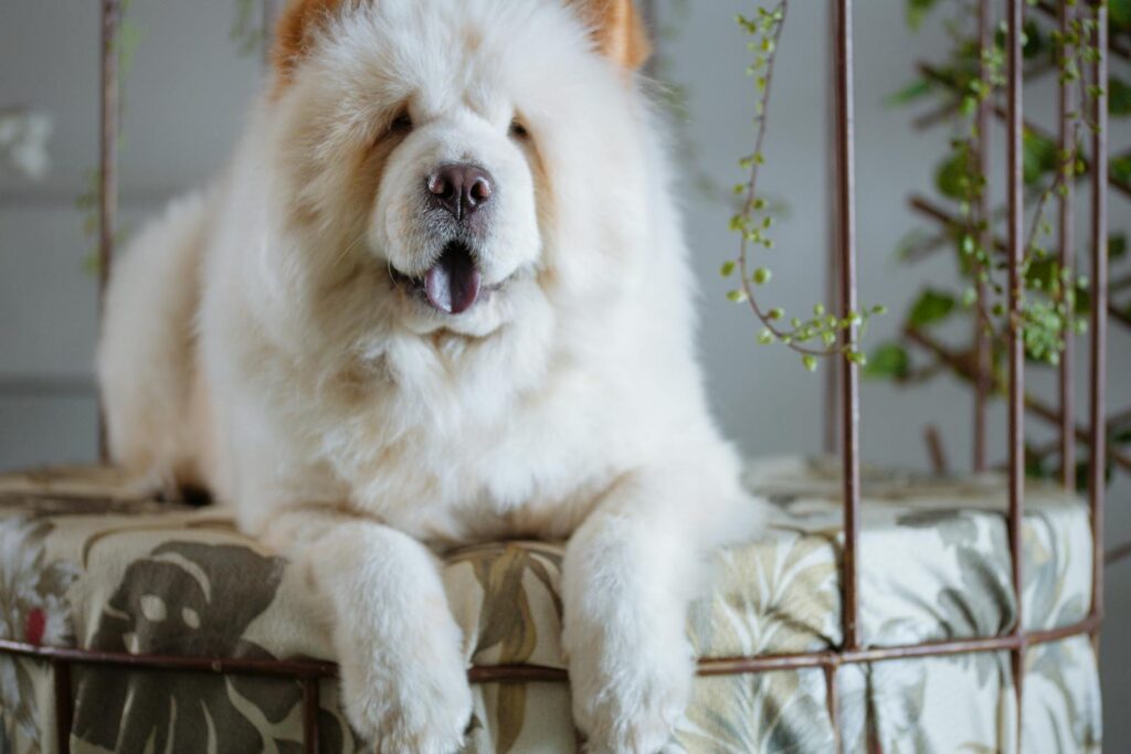 Adorable Chow Chow dog lounging indoors, surrounded by greenery.
