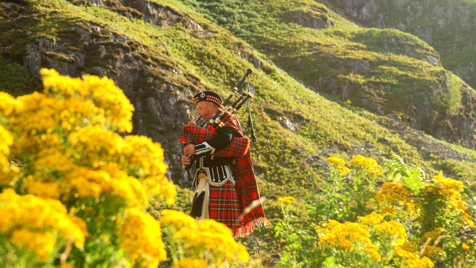 A traditional Scottish bagpiper dressed in a kilt plays amidst vibrant yellow flowers in the Highlands.