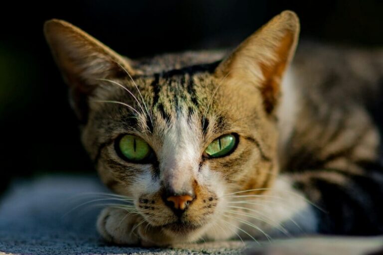 Abyssinian