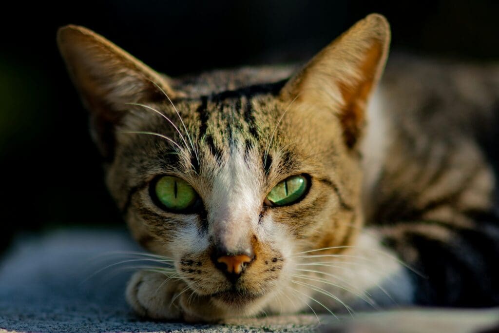 Abyssinian