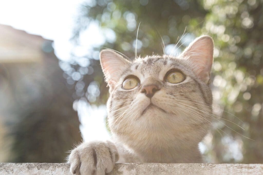 American Shorthair
