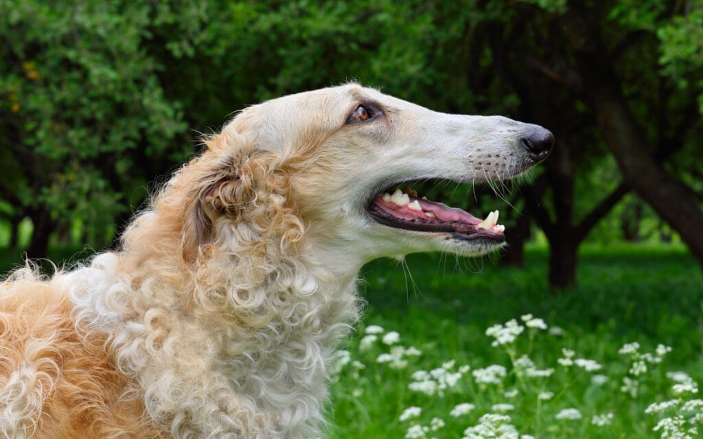 Borzoi
