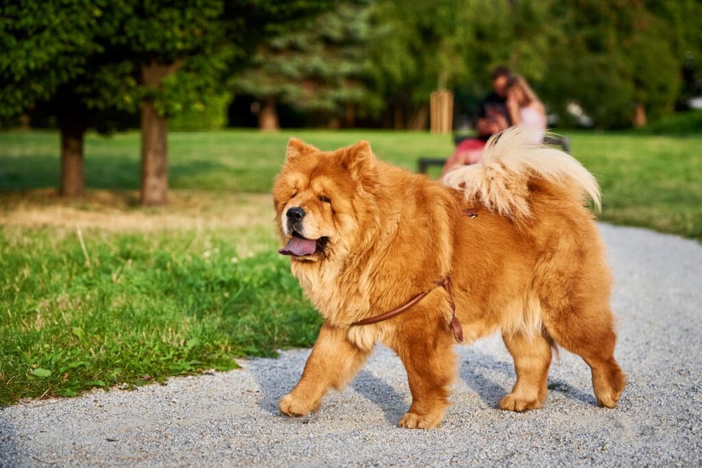 Chow Chow