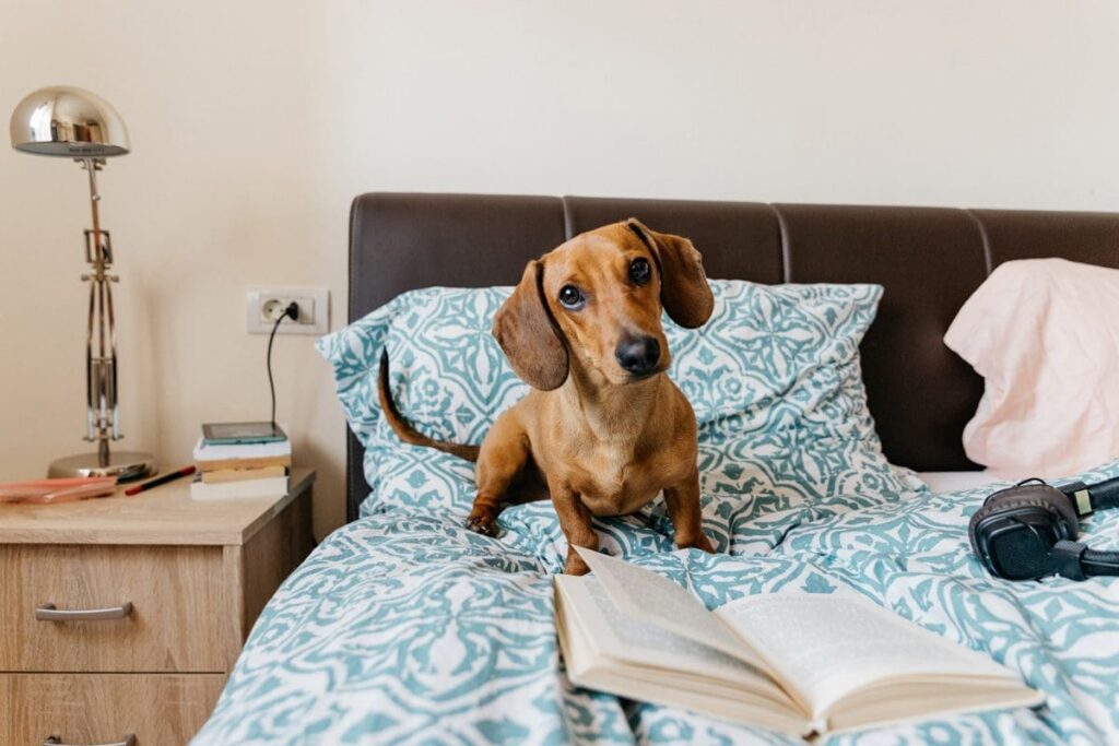 Dachshund