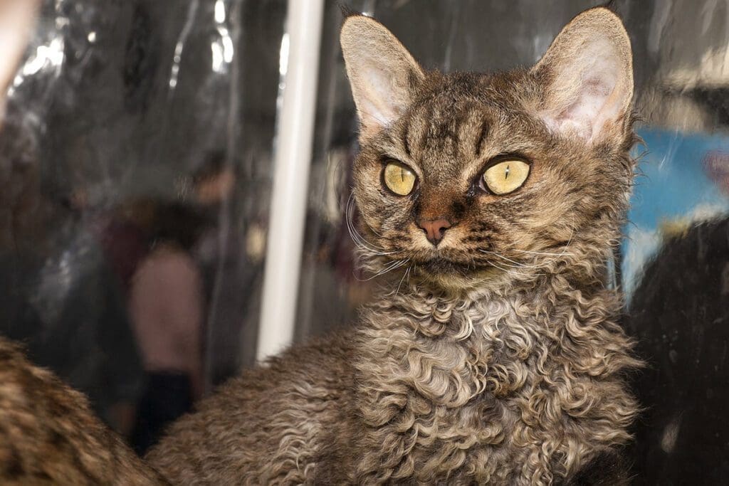 Devon Rex