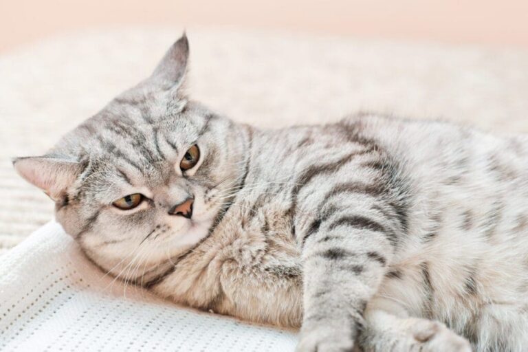 Domestic Shorthair