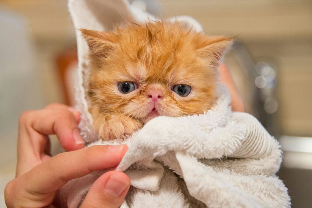 Dry Your Cat