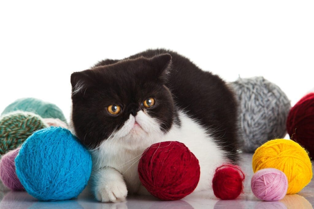 Exotic Shorthair