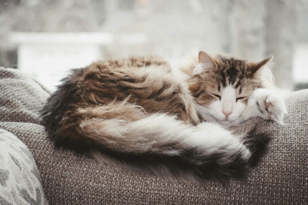Happy Purrs
