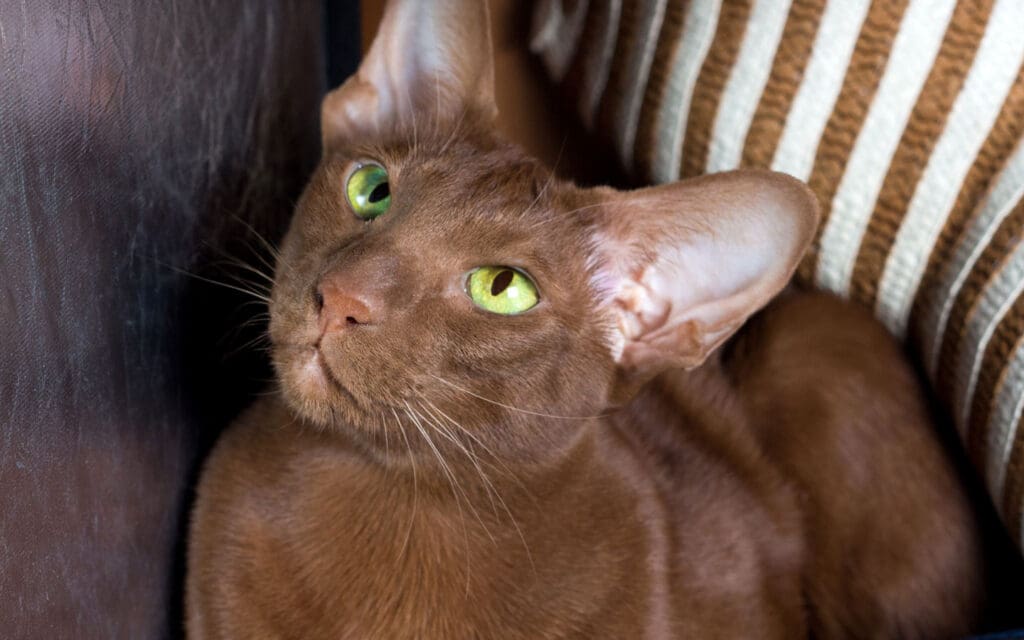 Havana Brown