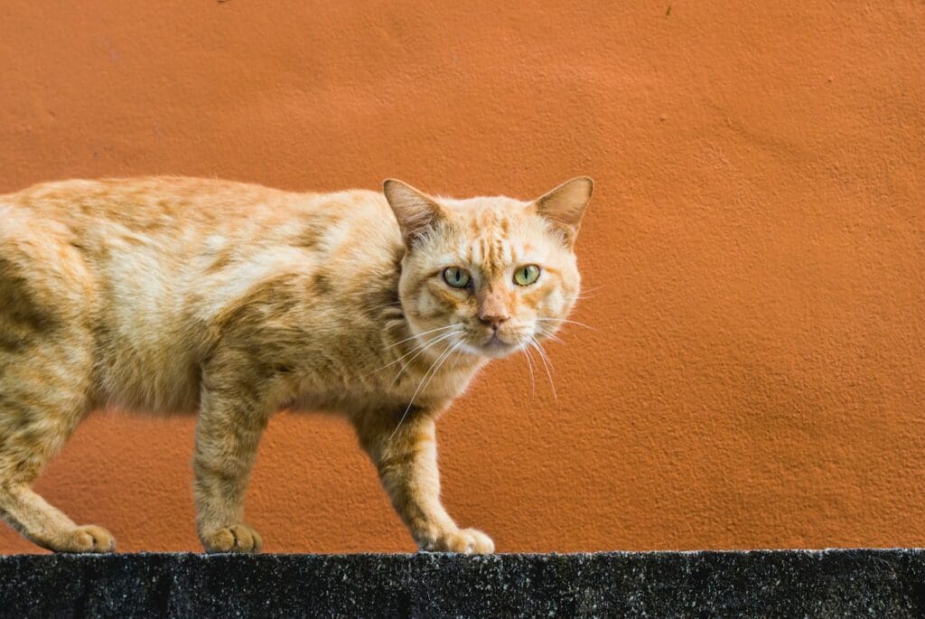 Hunting and Gifting Prey