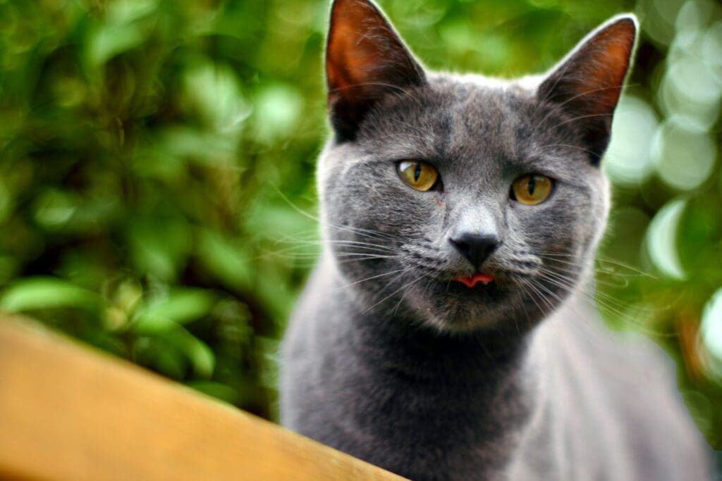 Korat