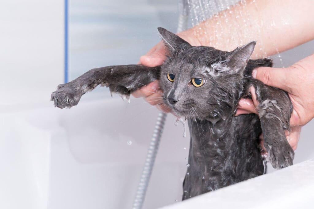 Rinse Thoroughly
