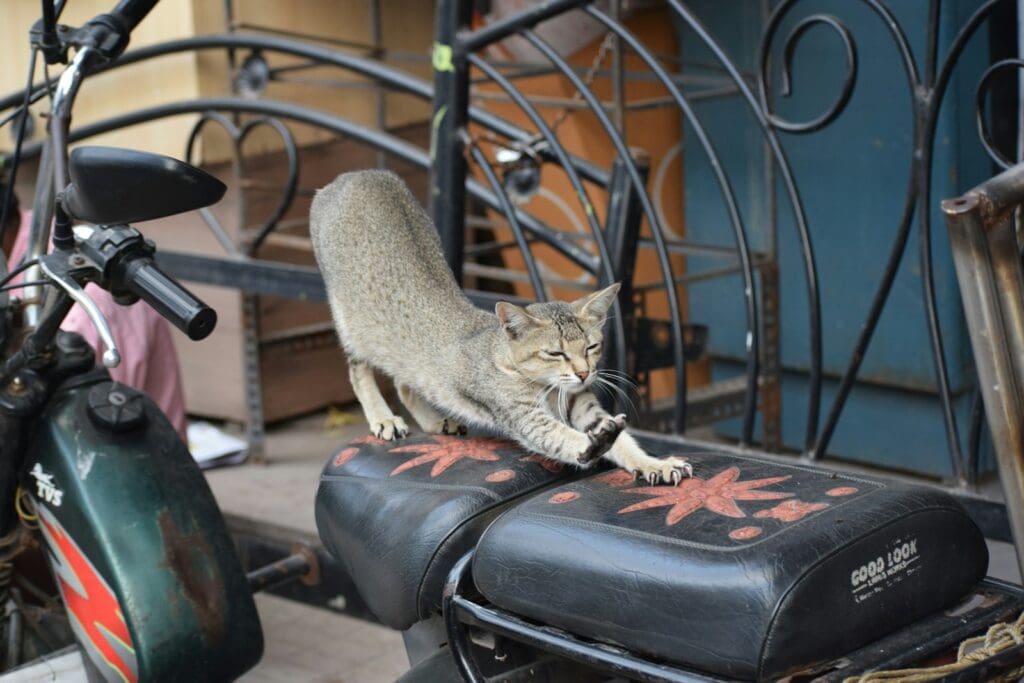 Scratching