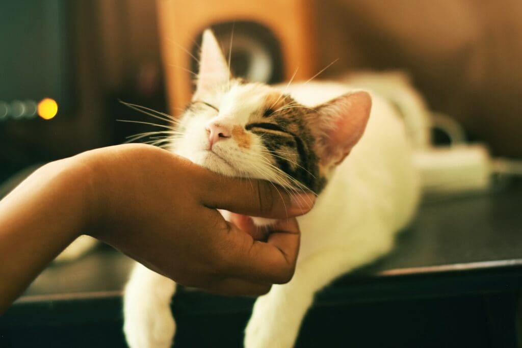 pet cat