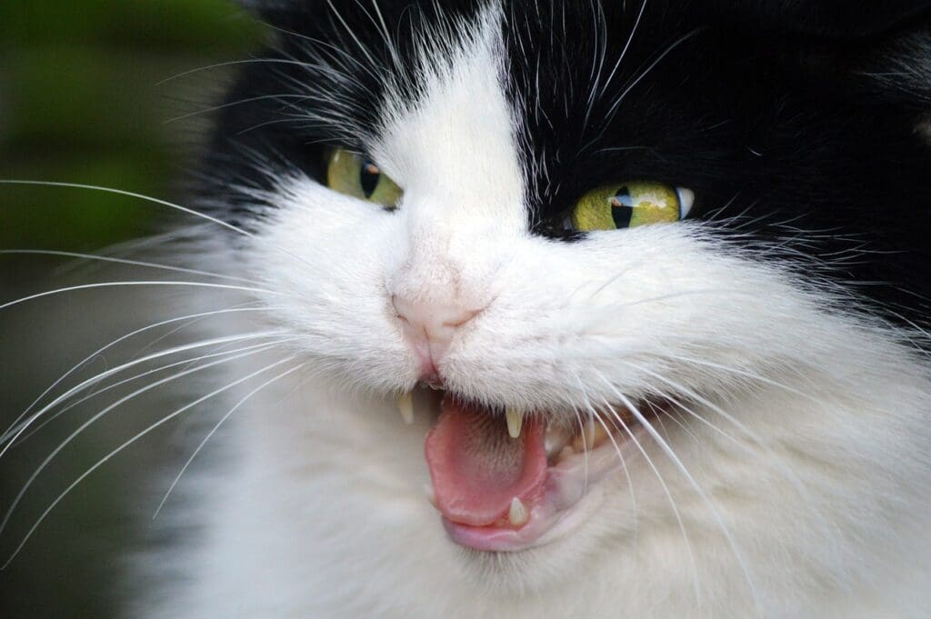 aggressive cat