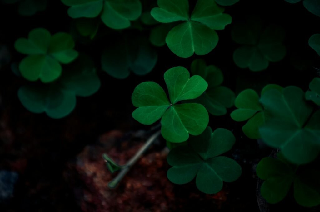 a group of four leaf clovers in the dark