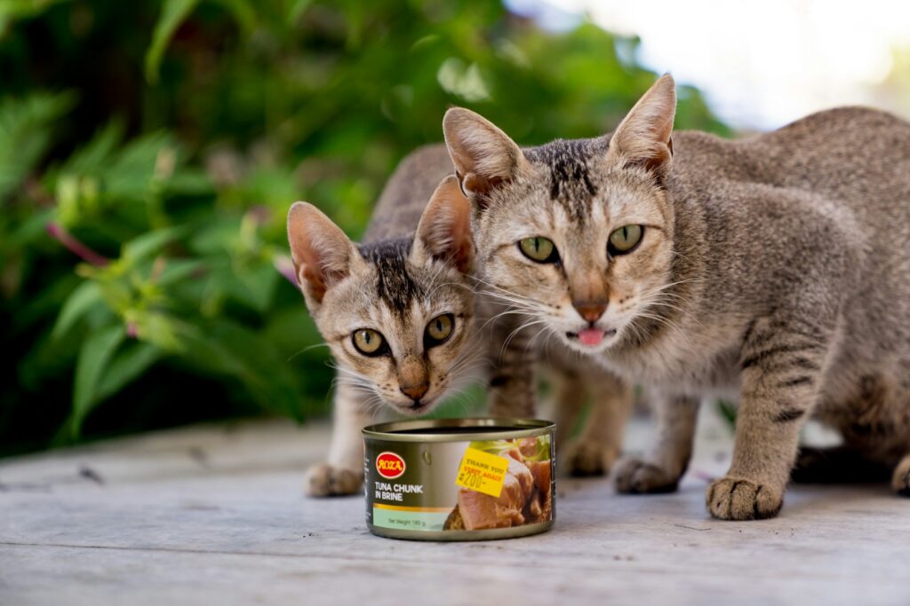 A couple of cats standing next to each other