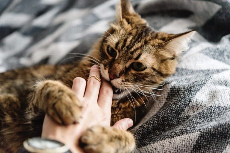 cat bite