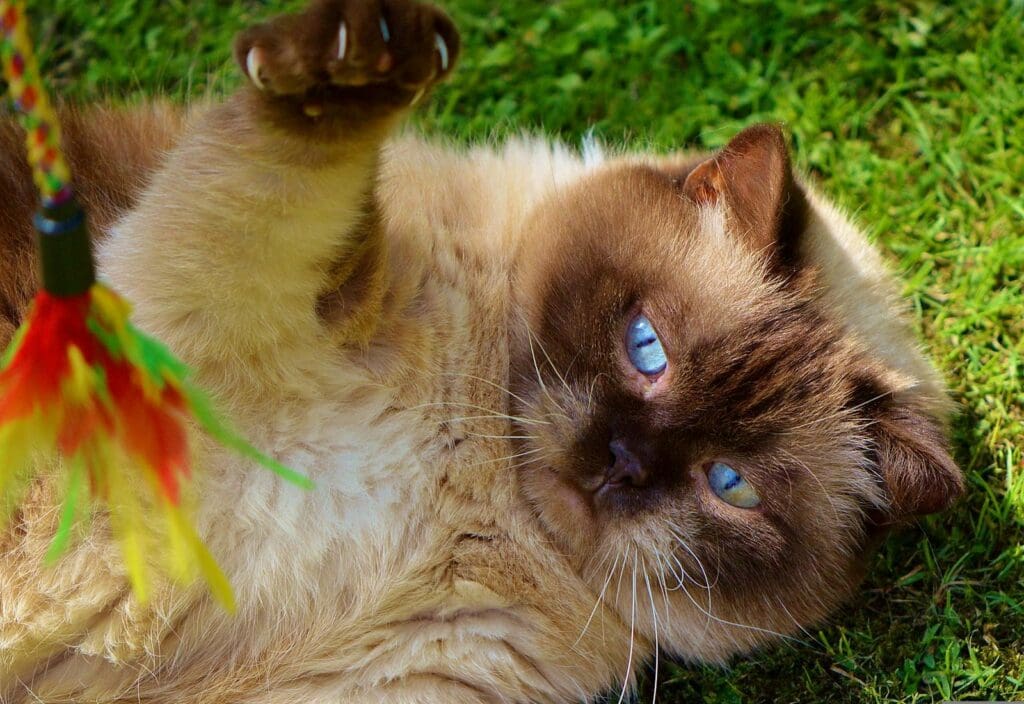 cat boredom