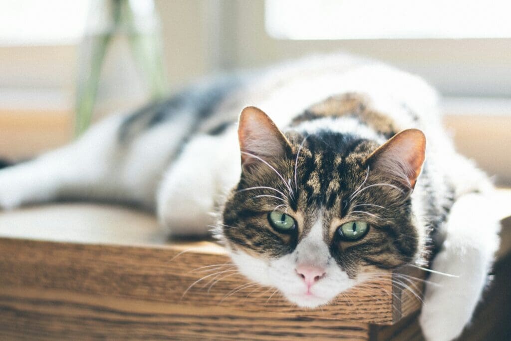 cat in bed