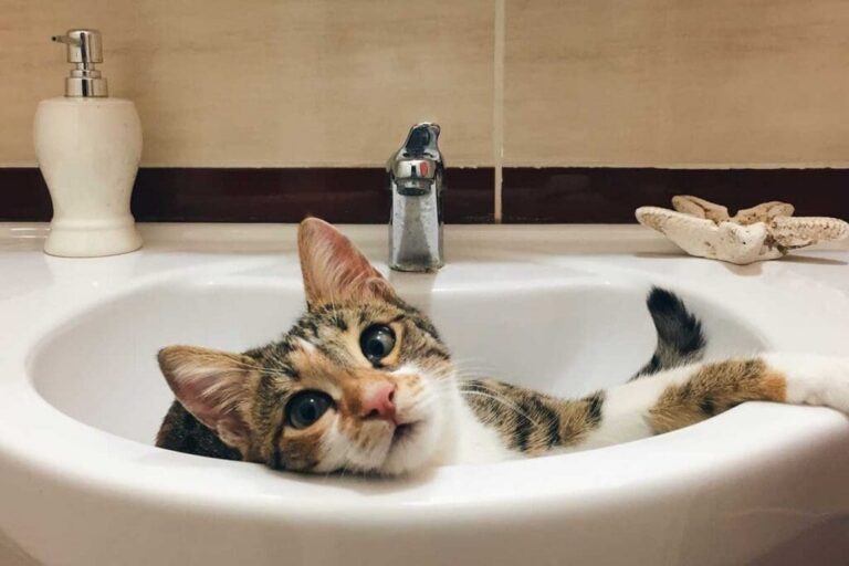 cat in sink