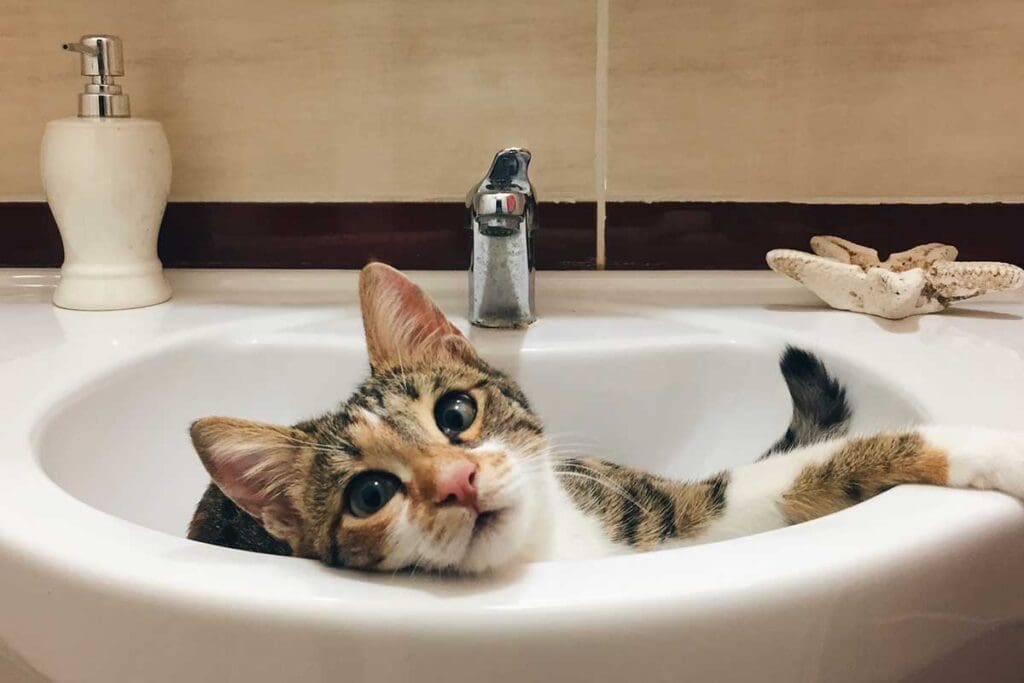 cat in sink