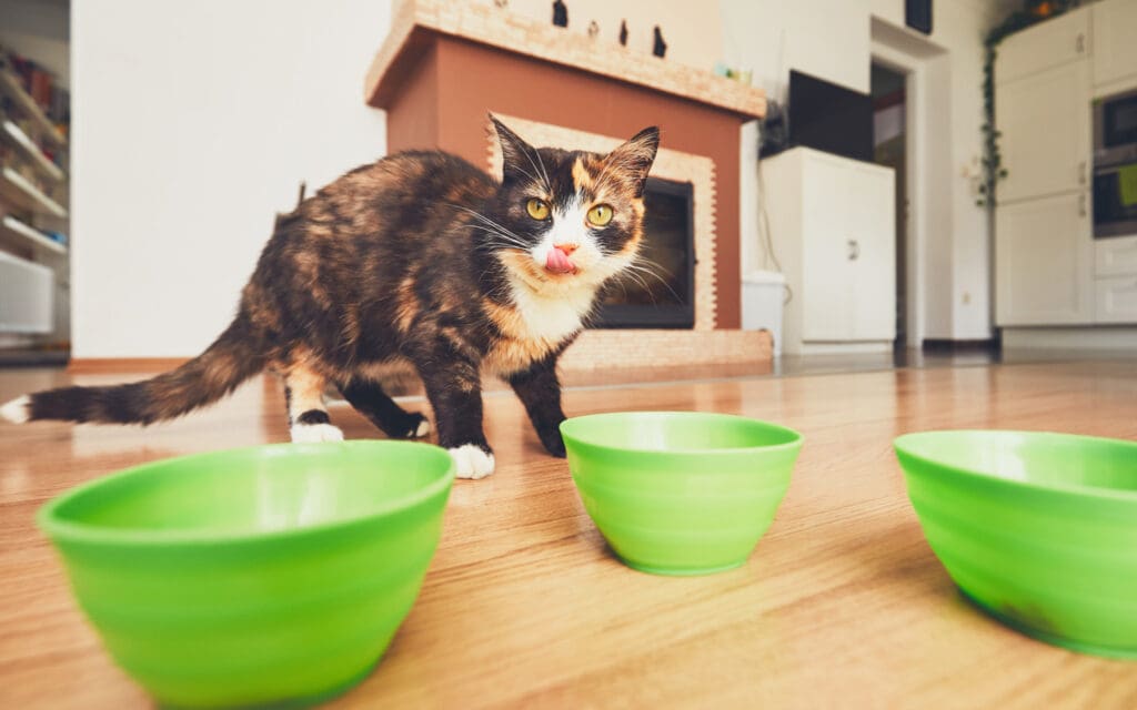 cat with green bowls