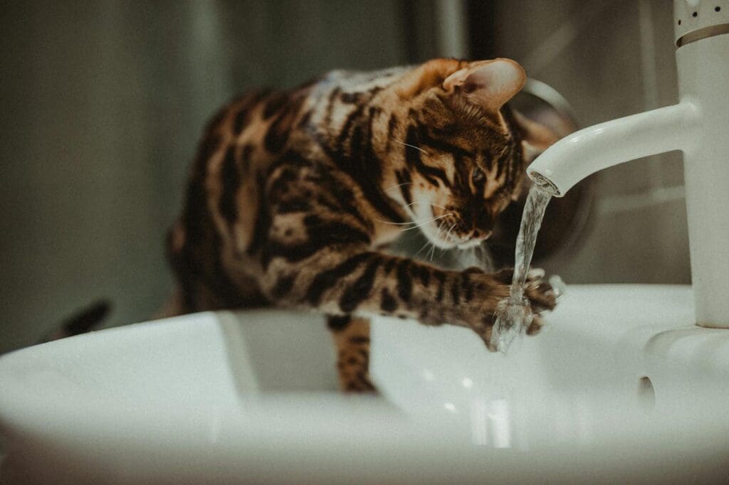 cat with water