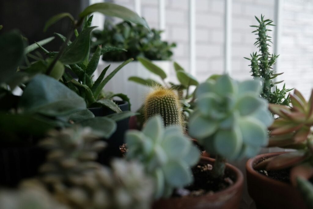 a group of potted plants sitting next to each other