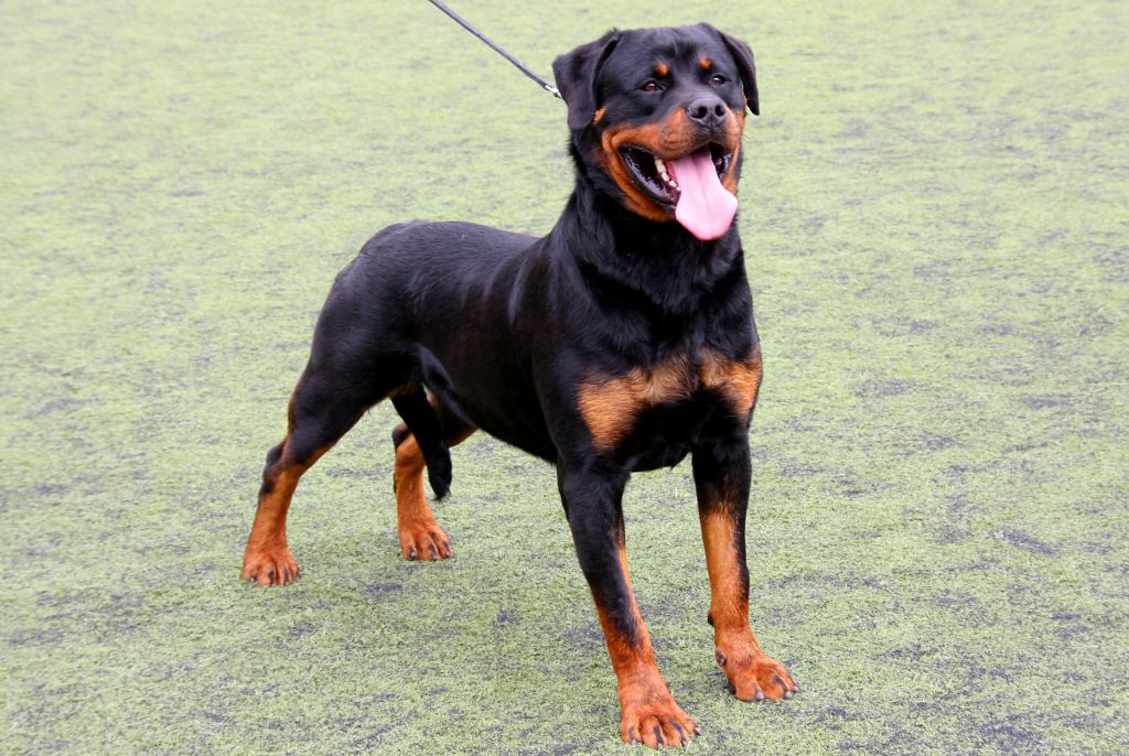 Rottweiler walking on a leash outdoors