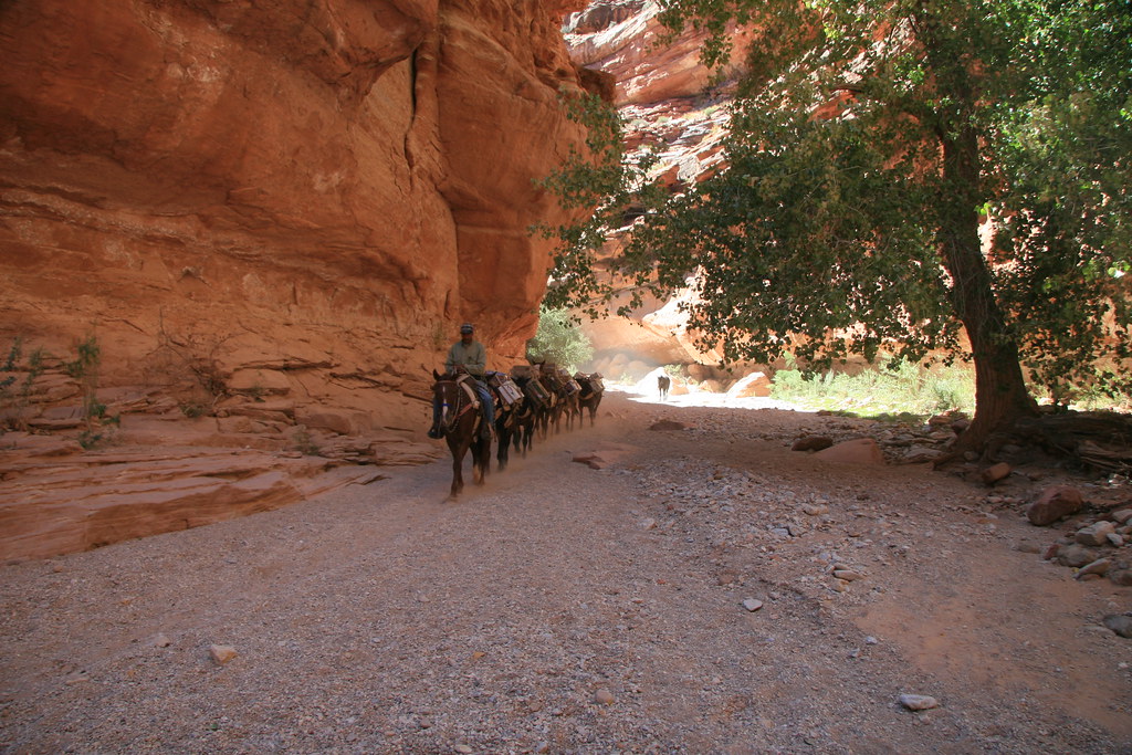 Mule Train to Supai