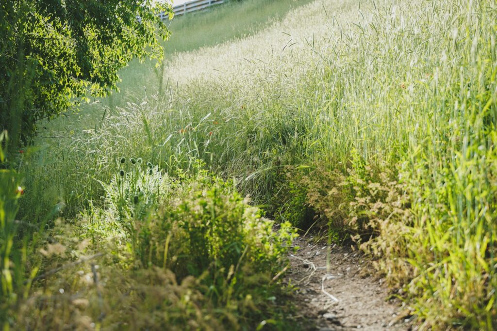 a path through a field of tall grass