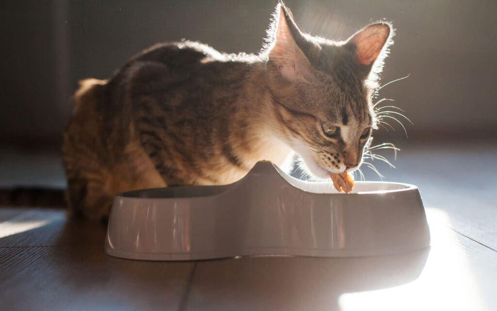 kitten eating