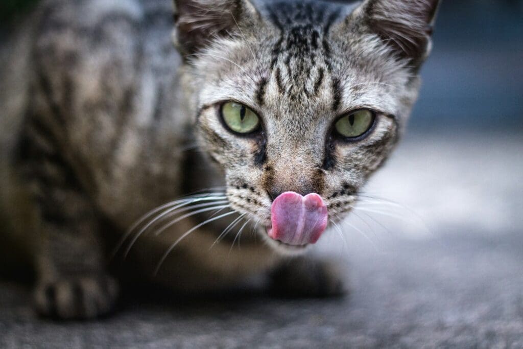 licking cat