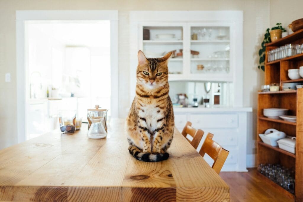 mischievous cat