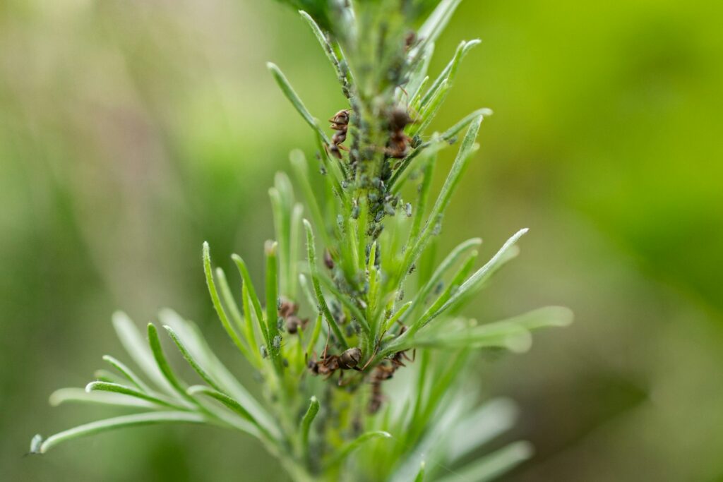 Green plant stem infested with aphids and ants.